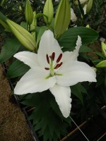 [5291 Ortolan No01.JPG]